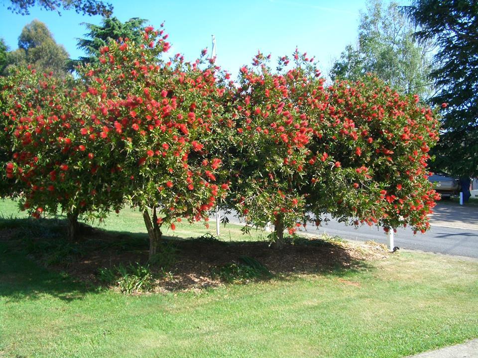 Rainbow Pines Tourist Caravan Park Adaminaby Extérieur photo