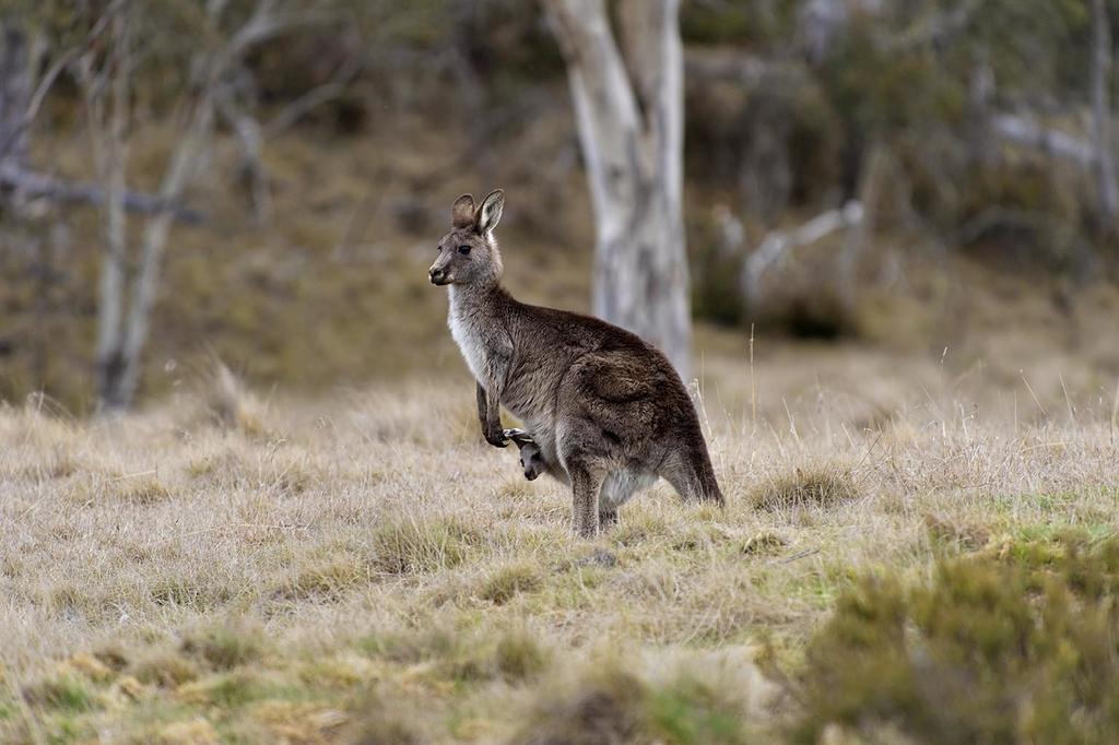Rainbow Pines Tourist Caravan Park Adaminaby Extérieur photo